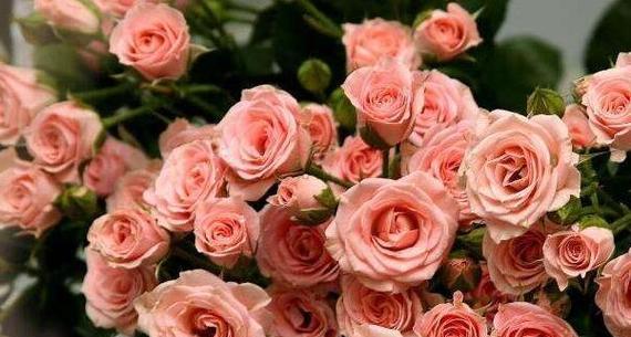 25朵玫瑰花花语代表什么意思（解读25朵玫瑰花的花语，带给你不同的寓意）