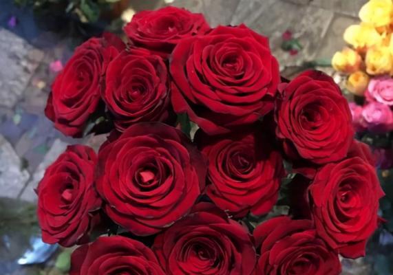 26朵玫瑰的花语之意义深远（解读26朵玫瑰所传达的浪漫与承诺）