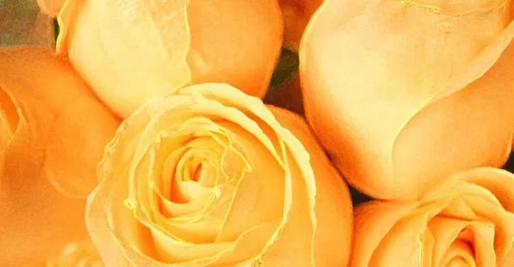 玫瑰花的30种花语（浪漫之语与感情的诠释）