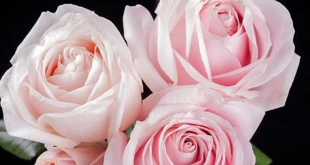31朵玫瑰所代表的花语是什么？（深入解读31朵玫瑰花束的情感寓意）