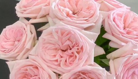 33朵玫瑰花语解读（表达浓烈爱意，传递承诺与希望）