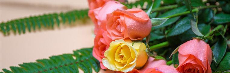 玫瑰花的花语解读（探索33朵玫瑰花的神秘花语，了解它们所传递的情感和含义）