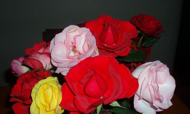 35朵玫瑰的花语解读（玫瑰花的特殊含义与象征）