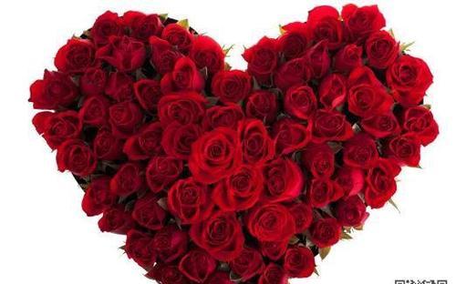 爱情的浪漫告白——67朵玫瑰花的花语意义（用玫瑰花传递你的真挚情感，67朵散发出浓郁的爱意）