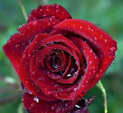 玫瑰花花语之98朵花的象征意义（解读玫瑰花的浪漫与情感，揭示98朵玫瑰花的真正含义）