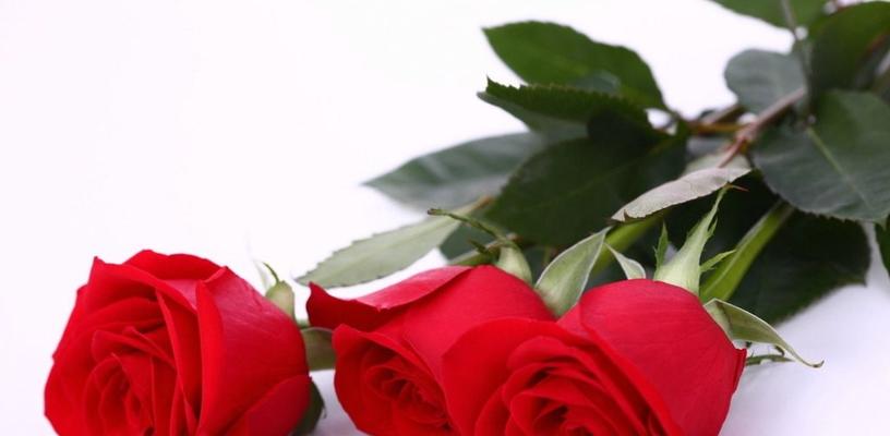 浪漫花语（爱情的至高象征，99朵玫瑰花的花语解析）
