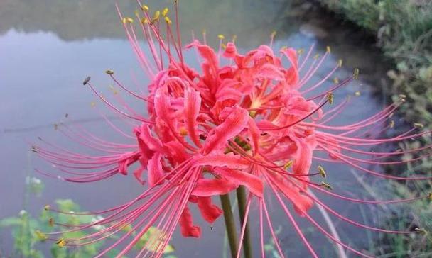 八瓣花的寓意与象征（深入解读八瓣花的意义及其象征性）
