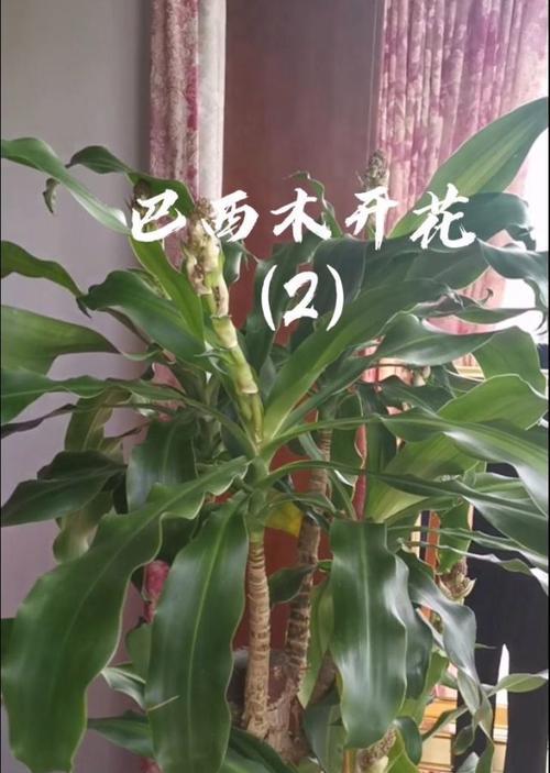 探秘巴西木花的花语和寓意（一种神秘而迷人的植物的象征意义和文化背景）