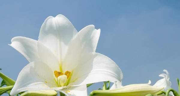 白百合花的花语与寓意（探索白百合花的深层含义，了解它的花语与象征意义）