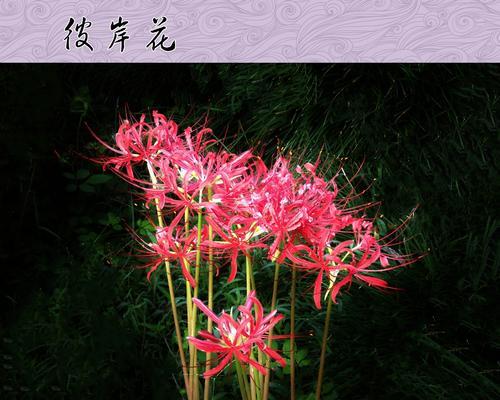 白彼岸花（以白彼岸花为象征的坚强与守护心态）