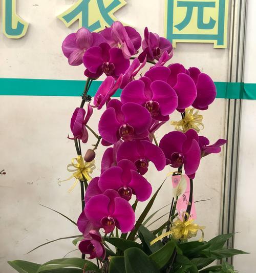 白蝴蝶兰（白蝴蝶兰的花语和寓意与我们生活息息相关）