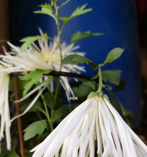 白菊花的象征意义及代表的含义（白菊花的美丽与纯洁，代表着友谊、希望与告别）