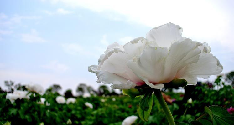 白牡丹花（探索白牡丹花的寓意与象征）