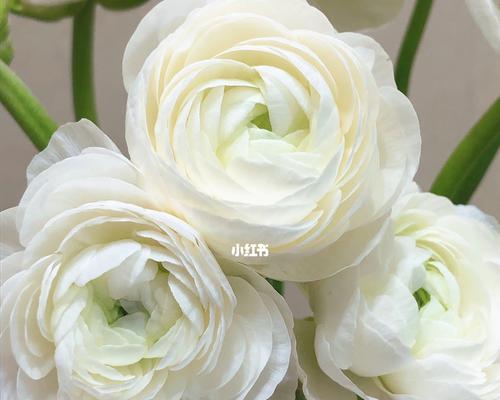 白牡丹花（探索白牡丹花的寓意与象征）