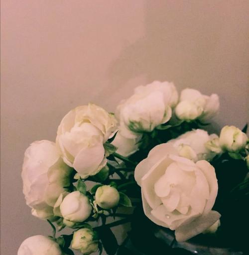白蔷薇的花语与象征意义（纯洁、无暇与神秘的白色花卉）