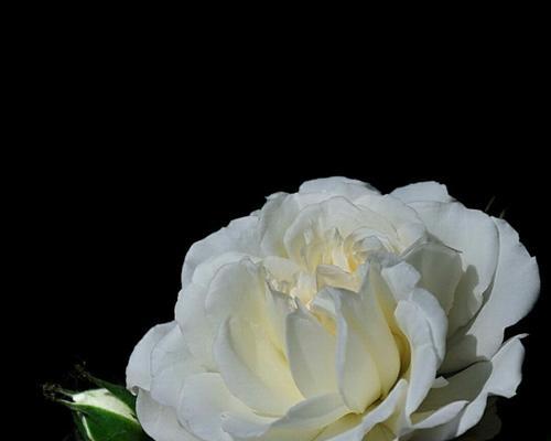 白蔷薇的花语与代表意义（花开如白，情深如玉）