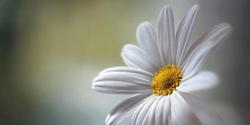 白色花的象征意义与文化内涵（探寻花朵的静谧之美，白色花的意义与象征）