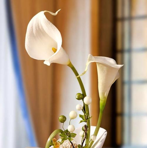 白色马蹄莲（寓意深远的花语传递着白色马蹄莲的美丽）