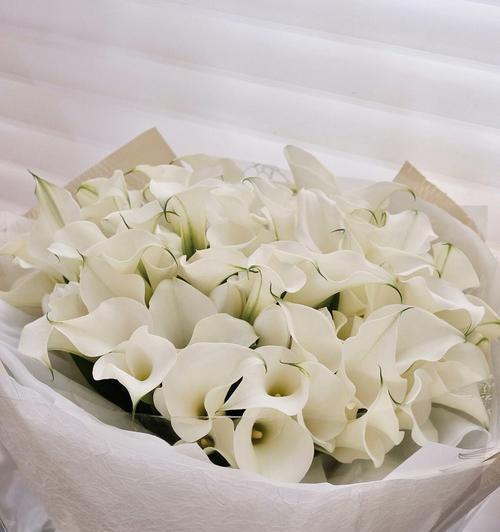 白色马蹄莲（寓意深远的花语传递着白色马蹄莲的美丽）