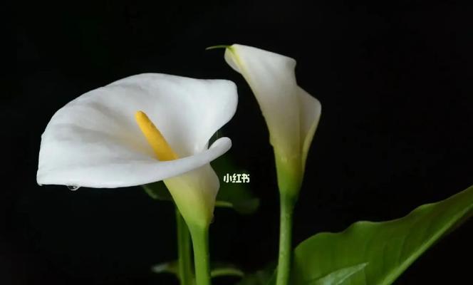 白色马蹄莲花的美丽与寓意（传递纯洁与希望的花朵）