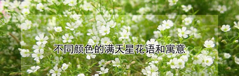 白色满天星的花语与意义（解读满天星的花语，传递美好祝福）