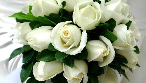 白色玫瑰的花语之美（探寻白色玫瑰的内涵与象征）