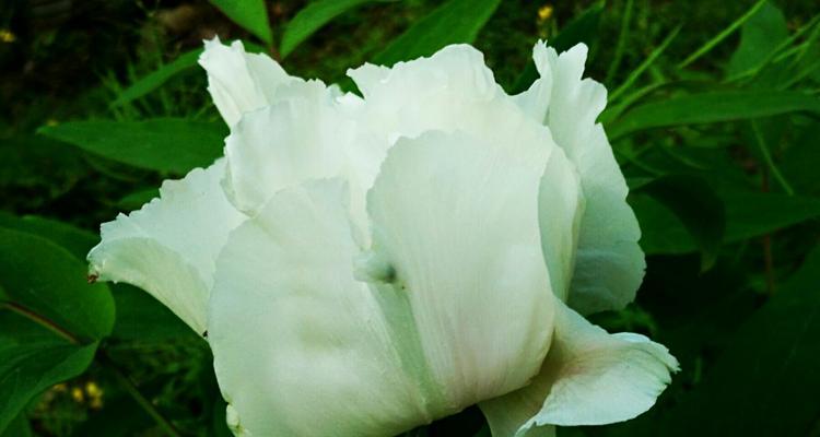 白芍花的象征意义与药用价值（探索白芍花的文化意义和医疗价值）