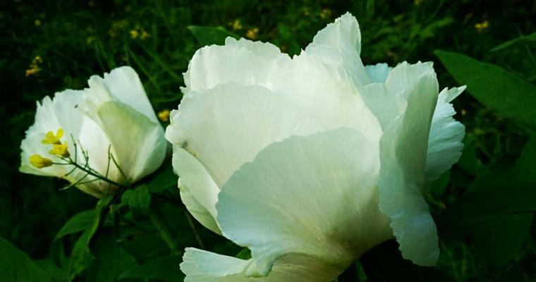 白芍花的象征意义与药用价值（探索白芍花的文化意义和医疗价值）