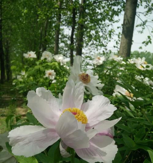 白芍花的象征意义与药用价值（探索白芍花的文化意义和医疗价值）