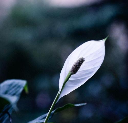 白掌花的花语与寓意（美丽的白掌花代表着什么？）