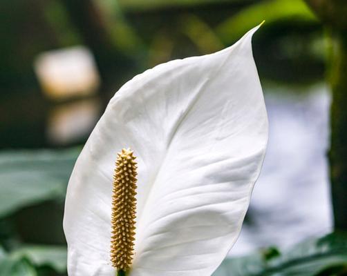 白掌花的花语与寓意（美丽的白掌花代表着什么？）