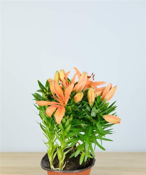 百合花的寓意和象征风水（揭秘百合花的吉祥含义与风水禁忌）