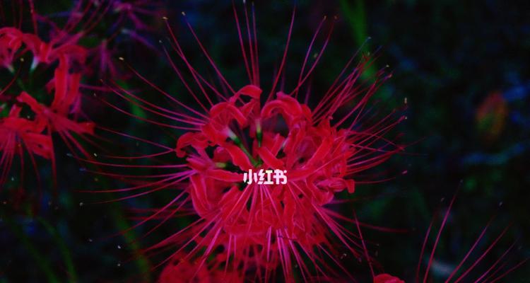 彼岸花的象征意义与寓意（一朵花中的生死之美）