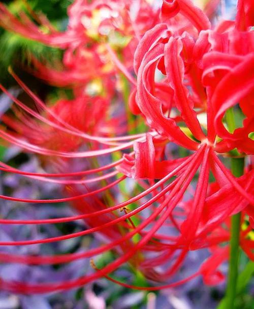 彼岸花的花语与寓意（探寻彼岸花的神秘之美）