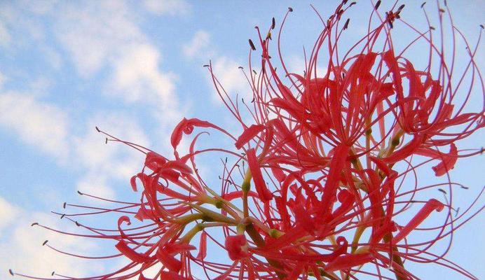 彼岸花的花语与寓意（探寻彼岸花的神秘之美）