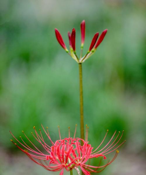 以彼岸花所有颜色的花语（彼岸花的花语与意义）