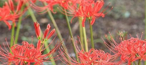 以彼岸花所有颜色的花语（彼岸花的花语与意义）