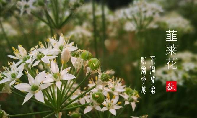 爱的花（以花言蜜语诠释爱情的美妙，让花朵见证真挚的情感）