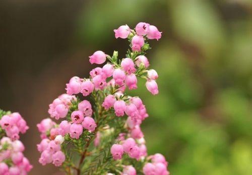 以表示爱意的花花语是爱意的花（通过花语表达深情，散发爱的香气）