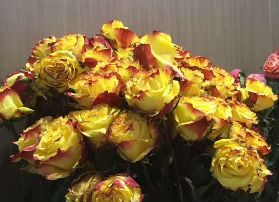 解读花语中的暧昧之花（探寻暧昧花语背后的情感密码）