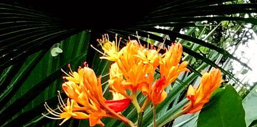 花语忏悔，以花为媒诉衷肠（用花语表达内心的忏悔情感，体验花朵的自我救赎之旅）
