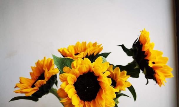 诚实之花（花开诚信，芬芳永留——揭秘代表诚实的花语）