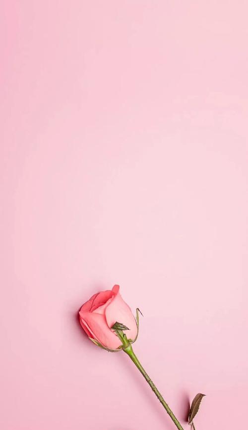 初恋的花——绽放爱的花朵（初恋花的花语与含义，以及初恋的美好回忆）
