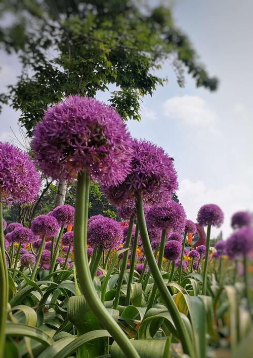 花开发财，好运连连（，花开富贵）