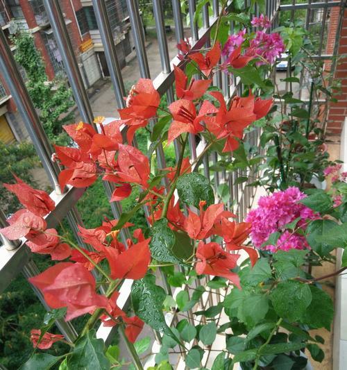 奋斗之花（花开花落，奋斗不止——以表示奋斗的花为主题的意义与启示）
