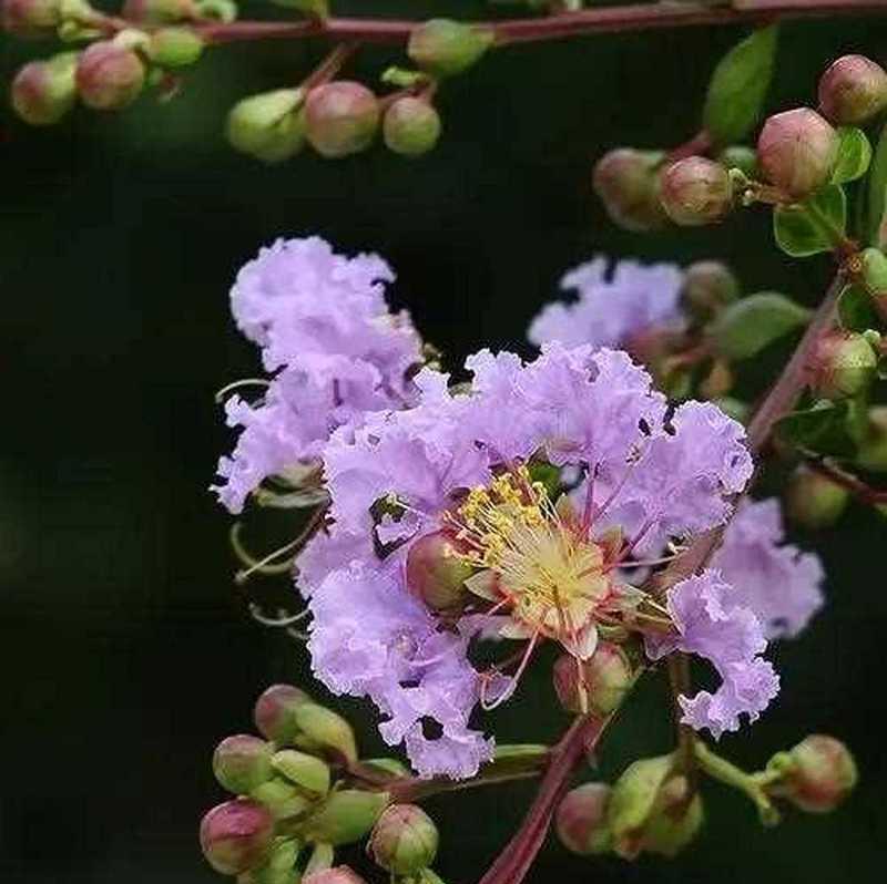 好运之花（探索花语世界中象征好运的花朵）