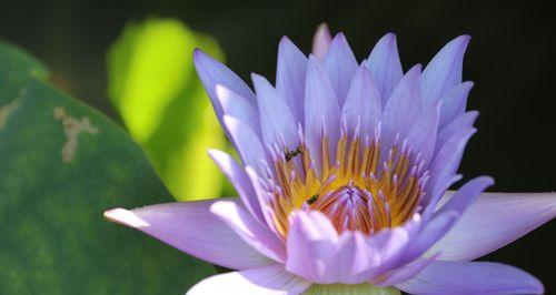 好运之花（探索花语世界中象征好运的花朵）