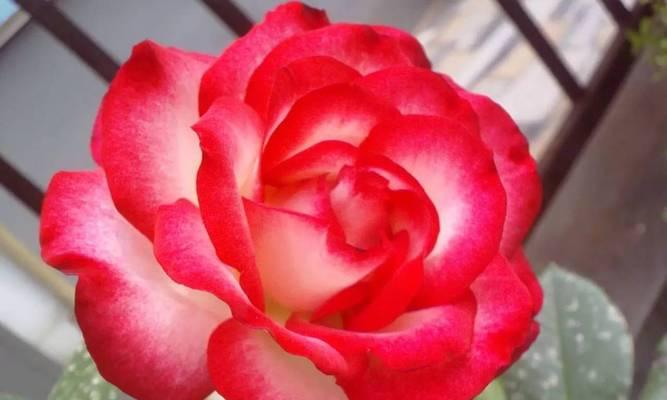 吉祥之花（探秘各地流传千年的吉祥花朵及其深刻寓意）