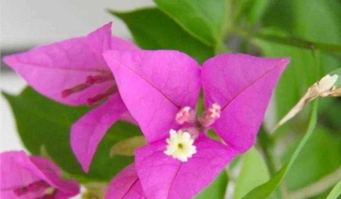 坚韧不拔的花（探索自然世界中的顽强奋斗和不屈精神）