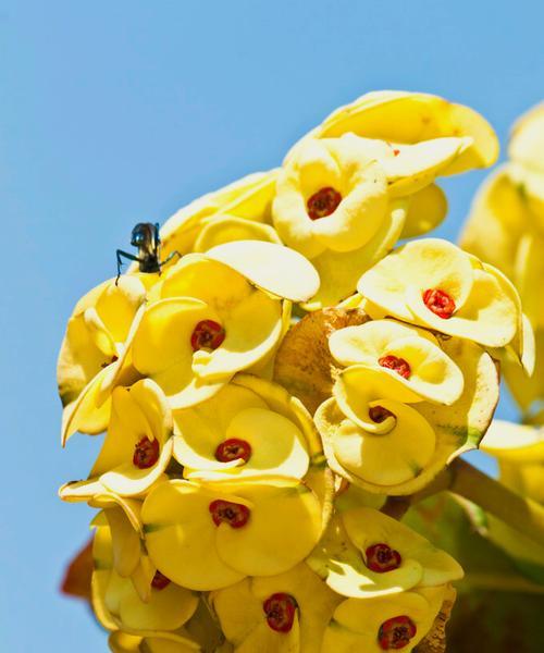 平安之花花语与祝福（传递平安与祝福的花朵群）